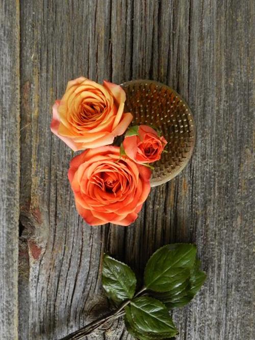 BABE  ORANGE SPRAY ROSES